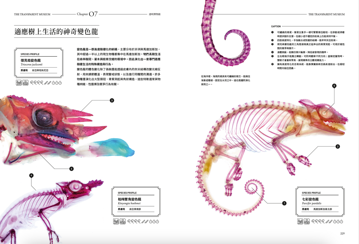 <官方特典版預購>透明博物館：從透明標本製作解密到278種海陸生物圖鑑，透視骨骼、形態與生命之美