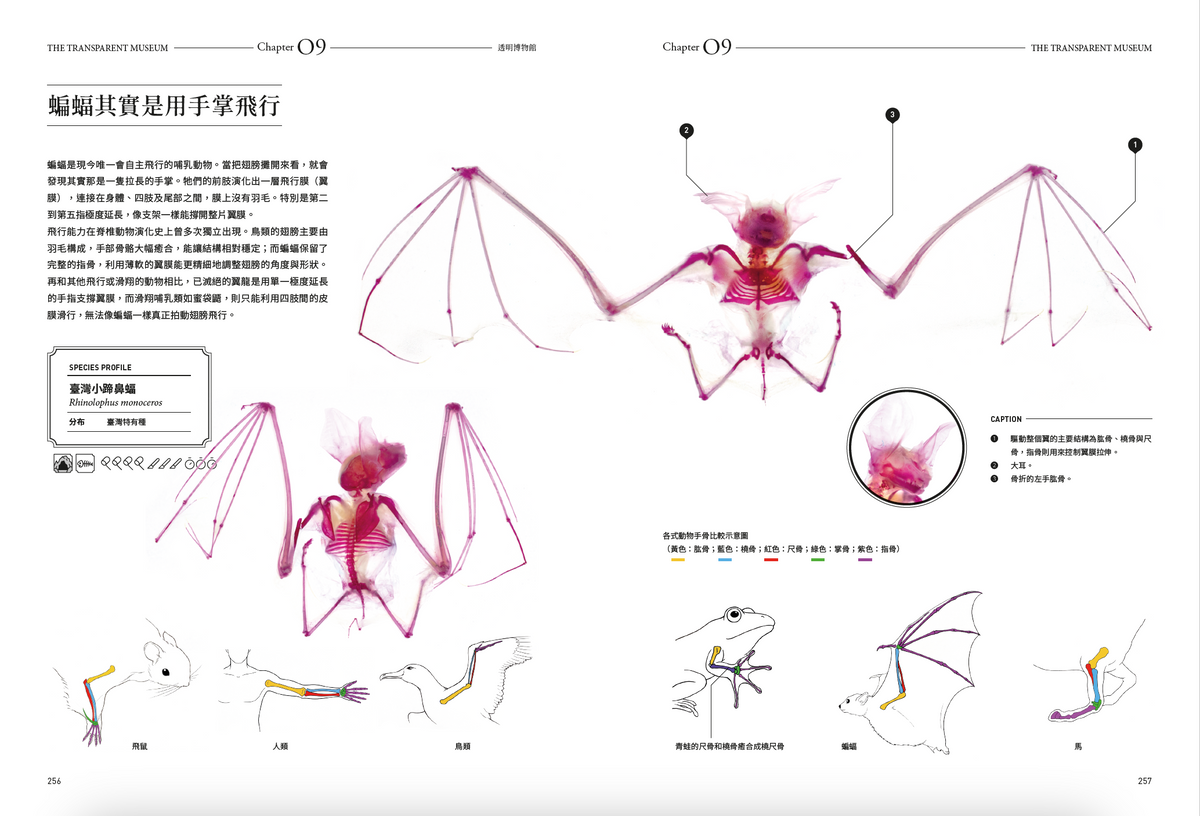 <官方特典版預購>透明博物館：從透明標本製作解密到278種海陸生物圖鑑，透視骨骼、形態與生命之美