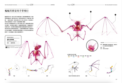 <官方特典版預購>透明博物館：從透明標本製作解密到278種海陸生物圖鑑，透視骨骼、形態與生命之美